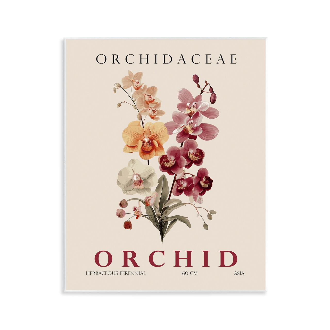 Stupell Industries Natural Orchid Bundle Wall Plaque, design by Christopher Giampietro